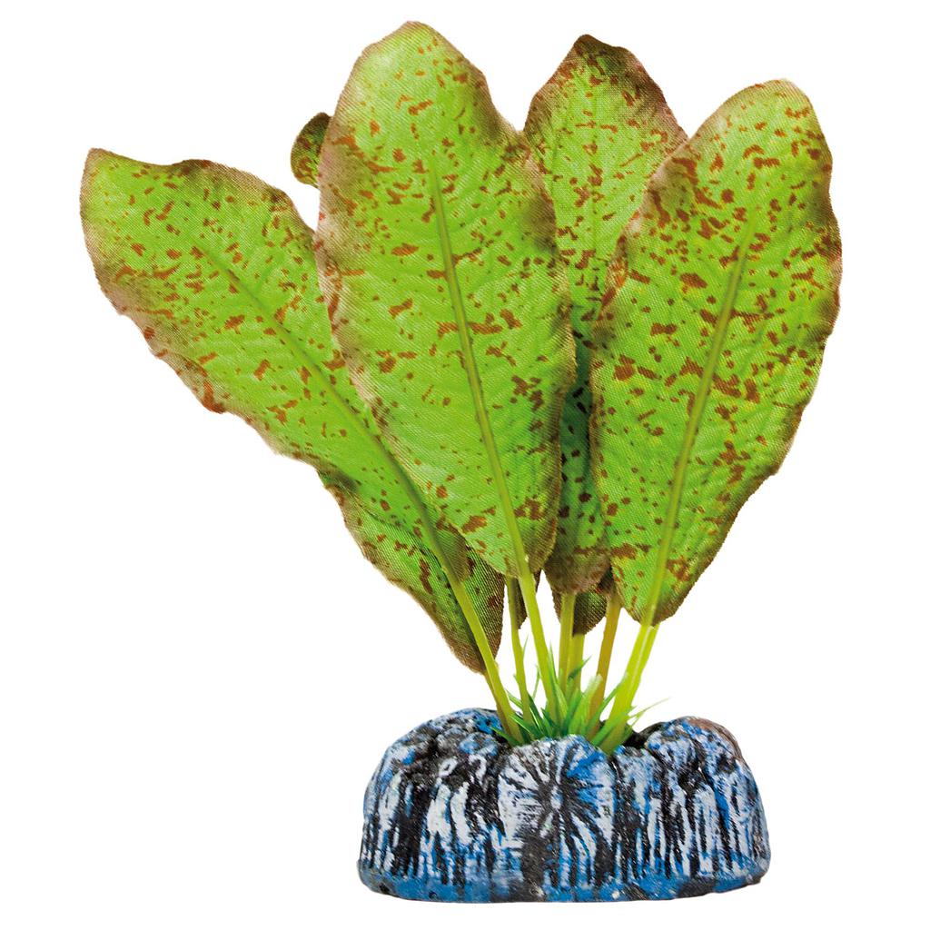 Echinodorus moteado de AQUATIC PLANTS (SEDA) verde 11cm