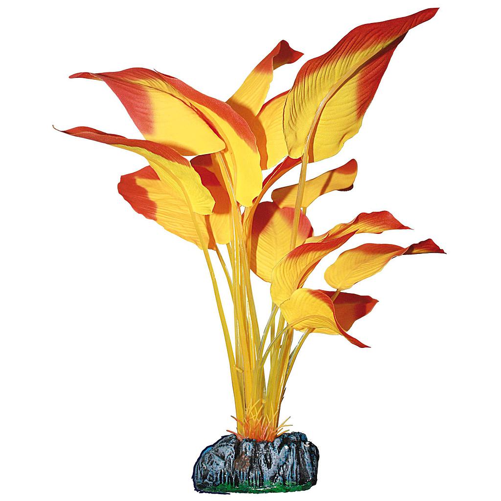 Anubias de AQUATIC PLANTS (SEDA) naranja 20cm