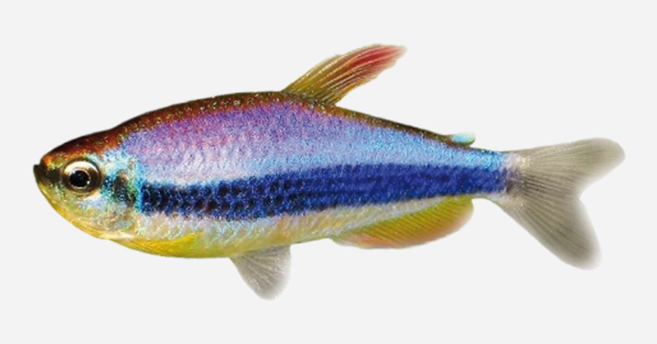 TETRA EMPERADOR AZUL (INPAICHTHYS KERRI SUPER BLUE)