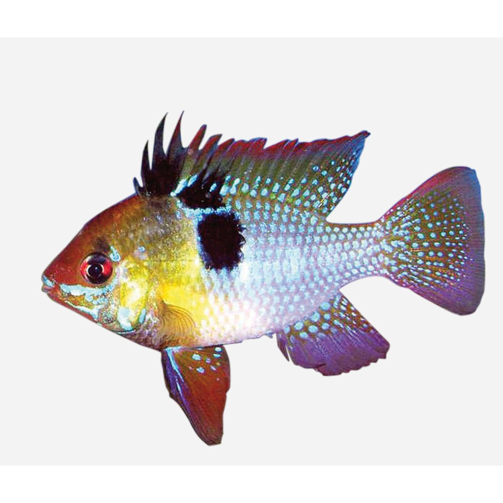 RAMIREZI (Microgeophagus ramirezi)