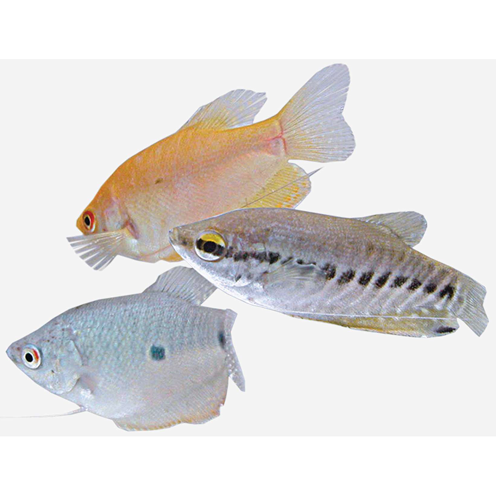 GURAMI surtido (Trichogaster trichopterus)