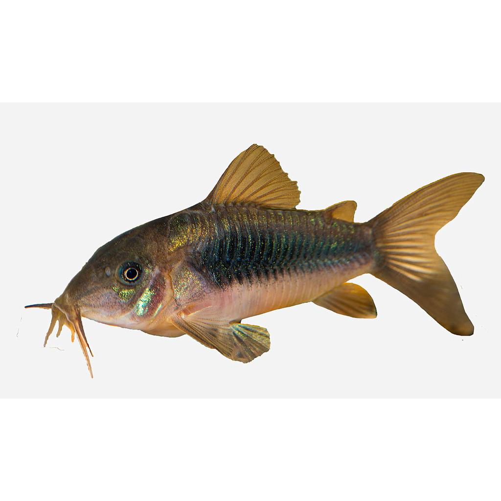 Coridora bronce (Corydoras aeneus)