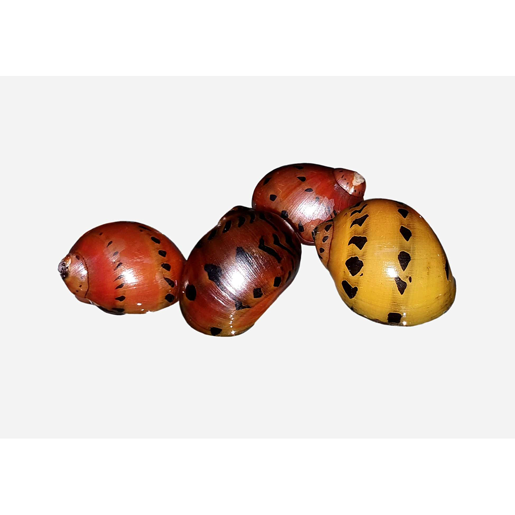 CARACOL RED SPOTTED - Cebolla Rojo (Vittina semiconica)