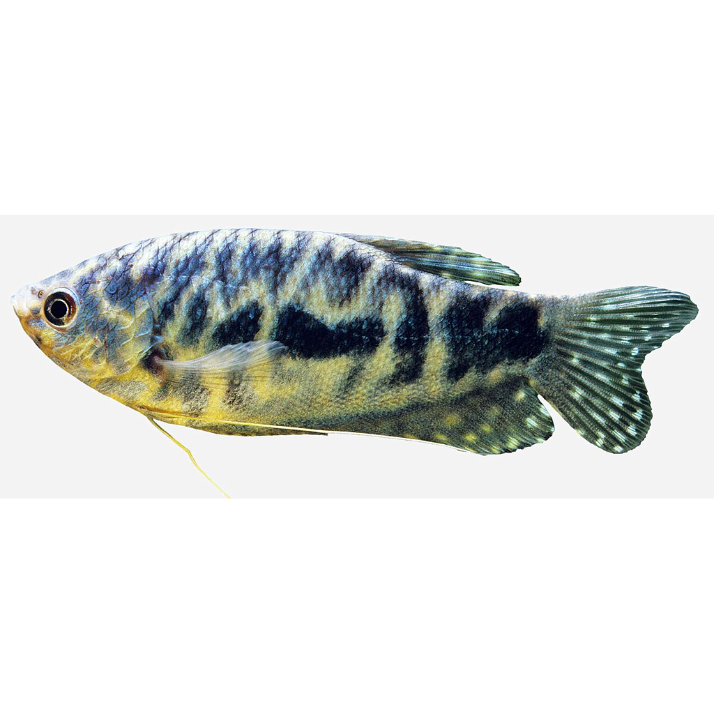 Gurami azul Cosby (Trichopodus trichopterus)