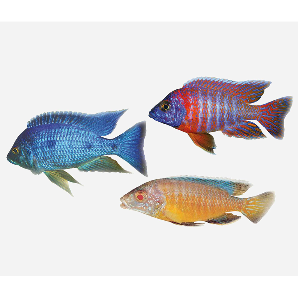 Aulonacara Surtido (Aulonocara sp.)