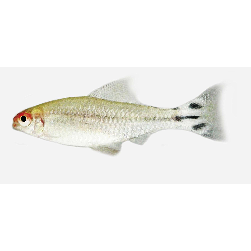 Borrachitos (Hemigrammus bleheri)