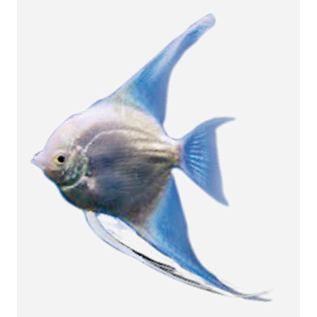 Escalar Glass White (Blanco Cristal) (Pterophyllum scalare)