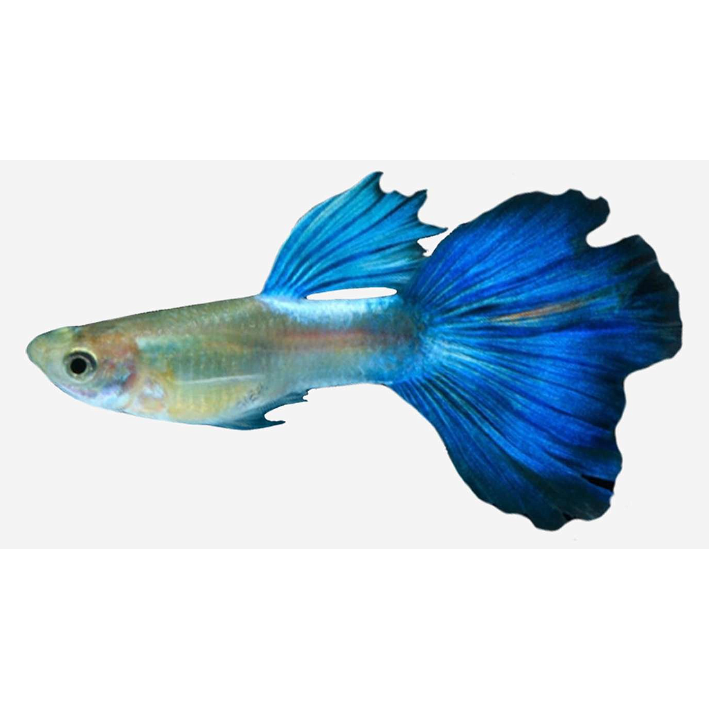 GUPPY MACHO NEÓN AZUL
