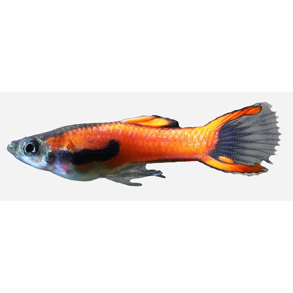 GUPPY MACHO ENDLER Rojo