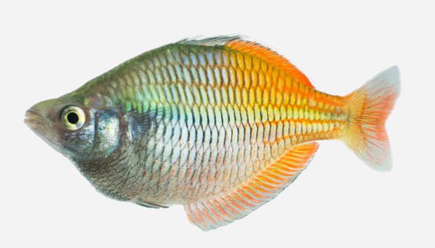 Pez Arcoiris Bicolor Red (MELANOTAENIA BOESEMANI)